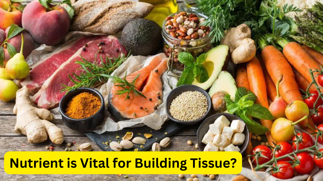 Nutrient is Vital for Building Tissue?